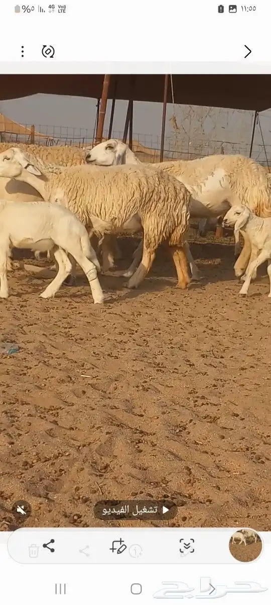 ضان حريه خلفات 12 تجتها12 1