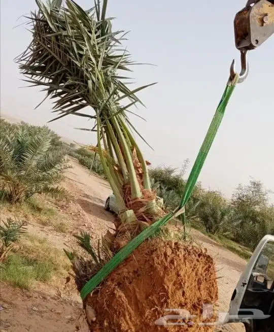 نخل مثمر للبيع جميع الأحجام نخيل الخرج الرياض القصيم جده 0