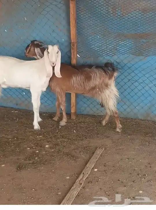 عنز جفره 2