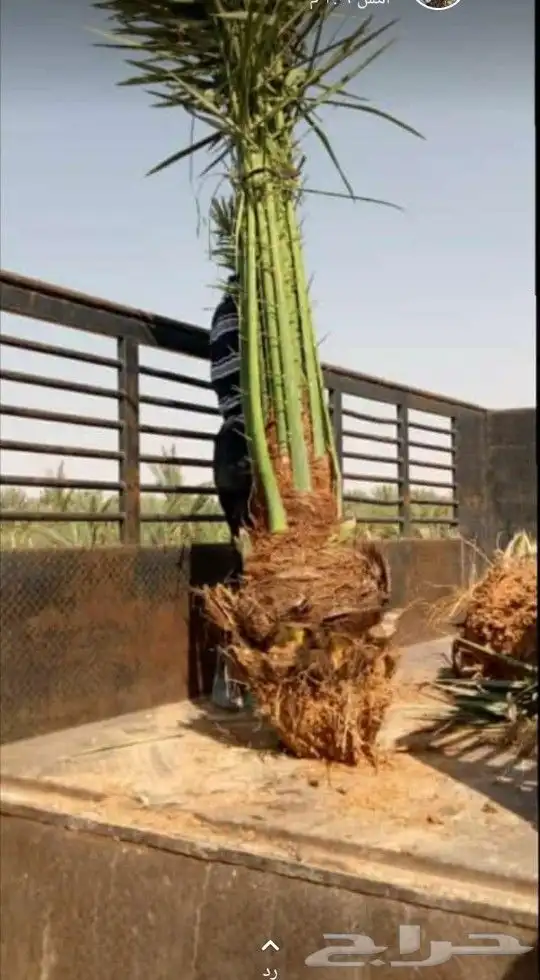 نخل مثمر للبيع جميع الأحجام نخيل الخرج الرياض القصيم جده 9