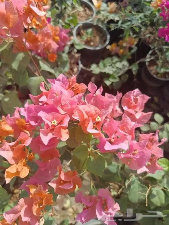 اعرض اليوم الوطني مع حدائق جنة البدر 10 جهنميات مميزة ب 95 4