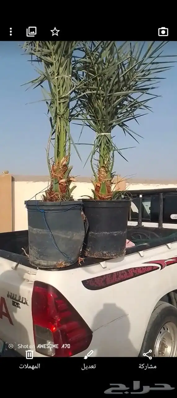 يتواجد نخيل طيب لحيل 5