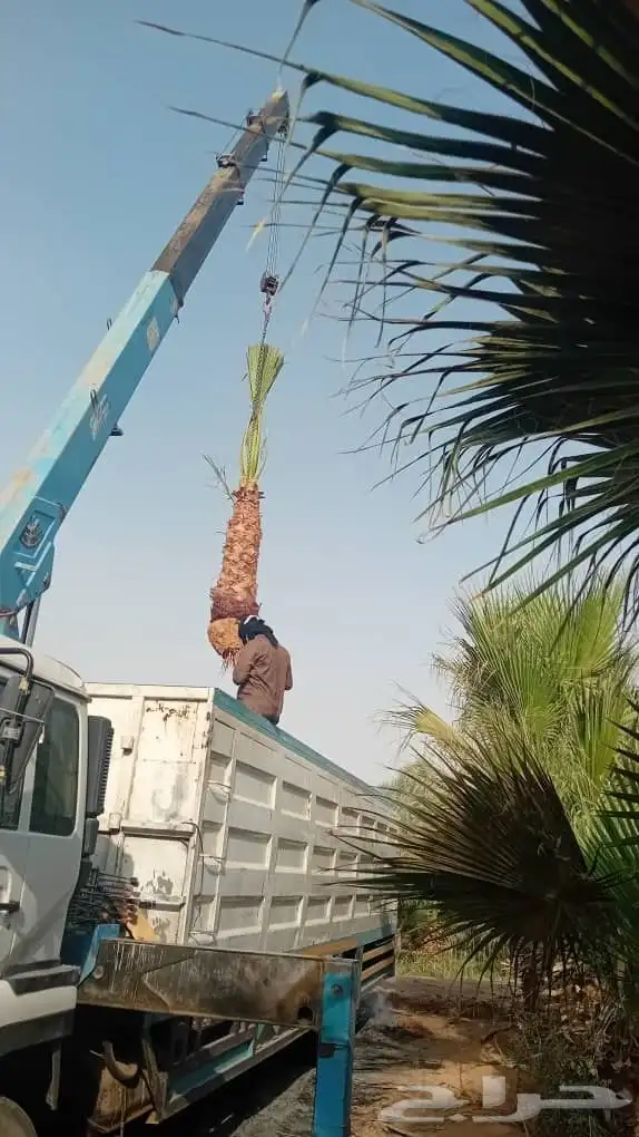 نخل عربي وواشنطنيا 0