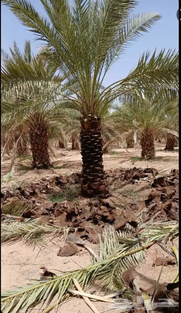 زاعت نخيل 0