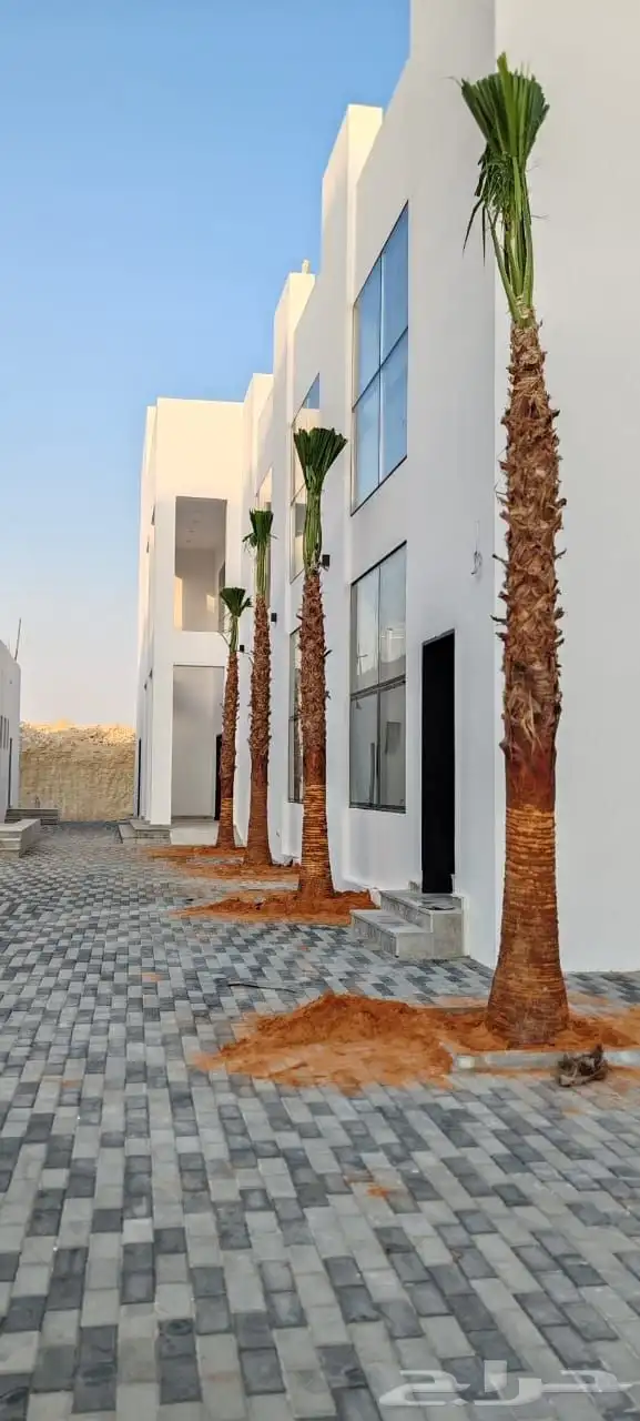 نخل للبيع سكري صقعي مجدول عنبر شهل نخيل عجوه مكتومي ونانه غر 4