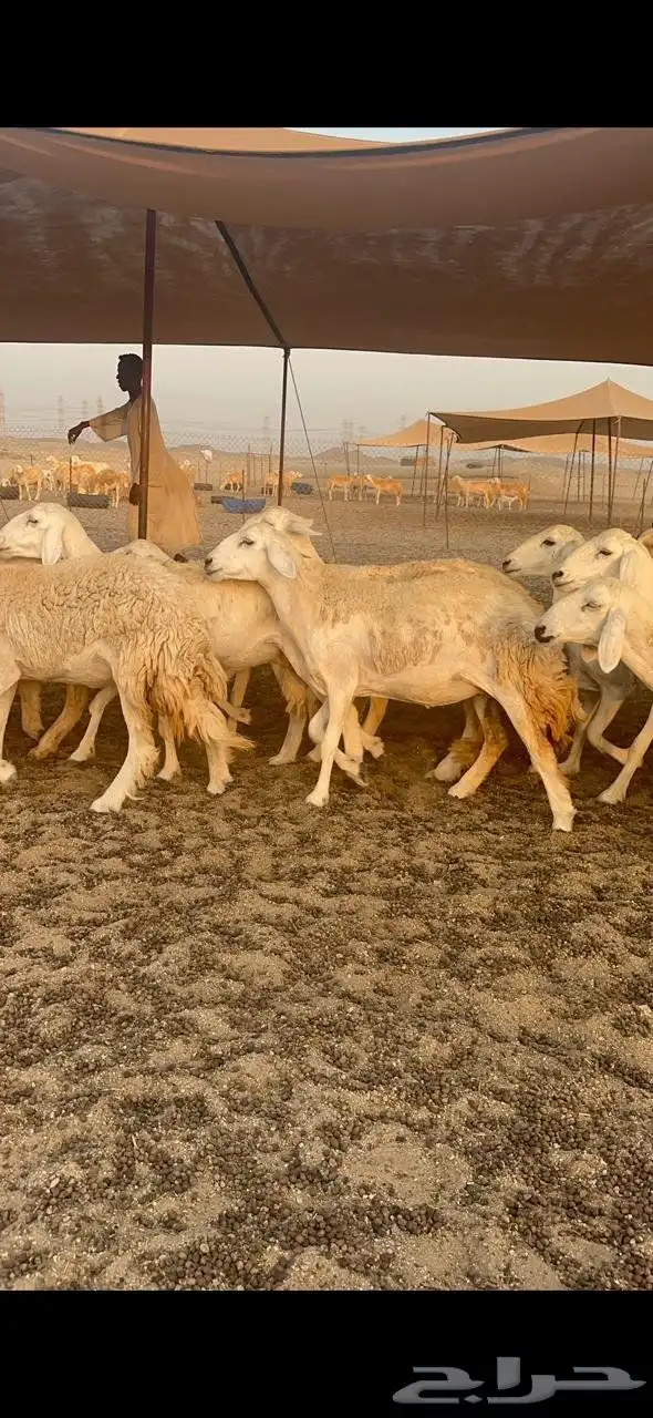 السلام عليكم ورحمة الله وبركاته 1