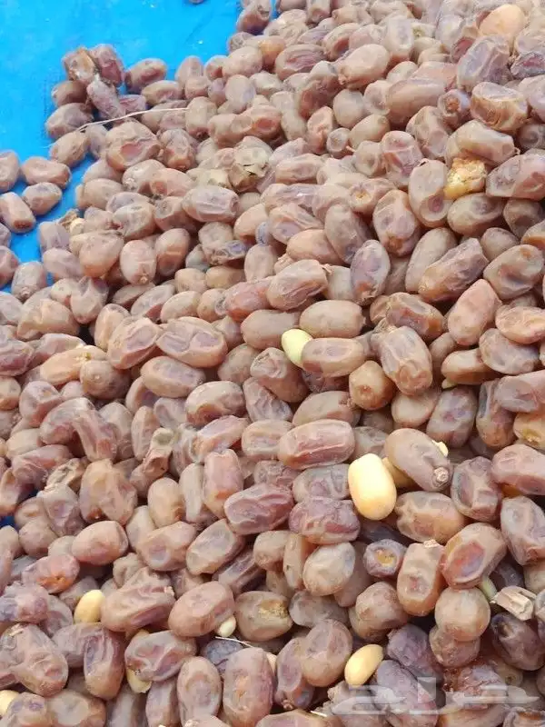 يوجد حوالي 20 طن خلاص طيب ونظيف ولون طيب 4