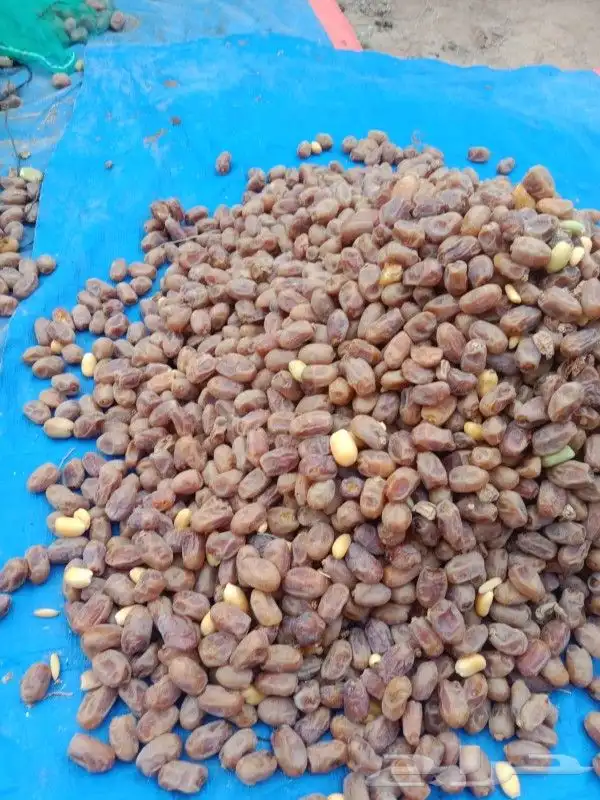 يوجد حوالي 20 طن خلاص طيب ونظيف ولون طيب 5