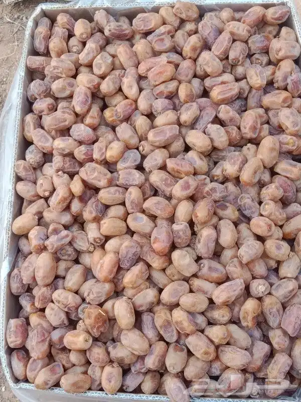 يوجد حوالي 20 طن خلاص طيب ونظيف ولون طيب 2