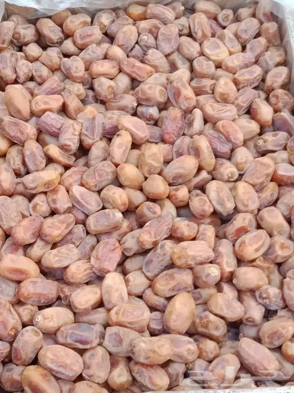 يوجد حوالي 20 طن خلاص طيب ونظيف ولون طيب 3