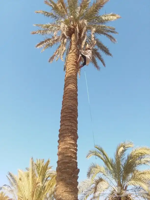 نقوم بصرام انخل اثمره في جميع انحا المملكه 0