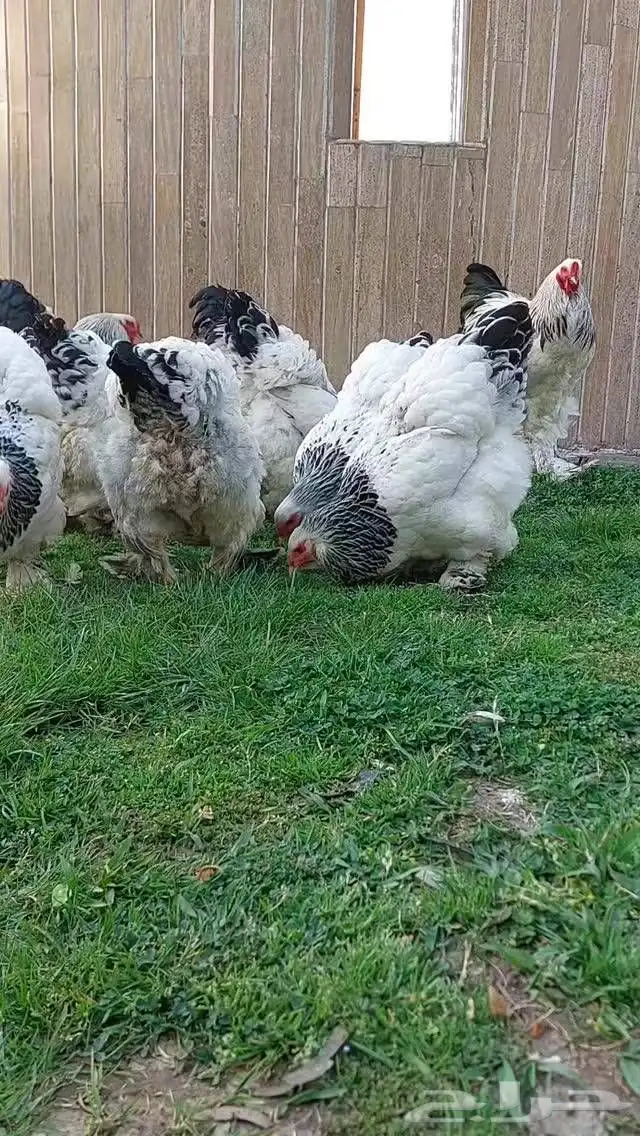 السلام عليكم ورحمة الله يتوفربيض براهمه كولنبي بيور 0