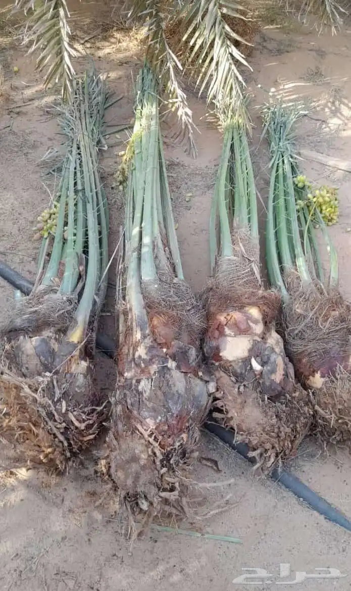 نخيل البيع بجميع انواعها ومقاساته التوصل 4