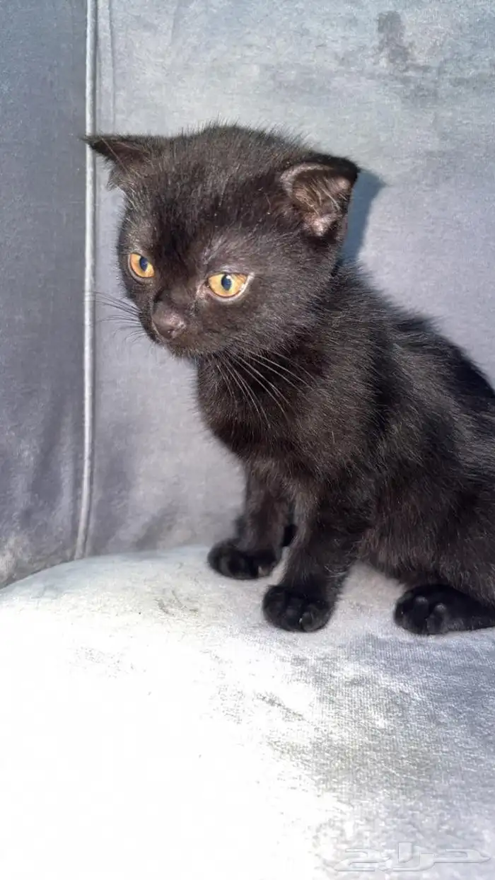 قطط كتن سكوتش للبيع 2