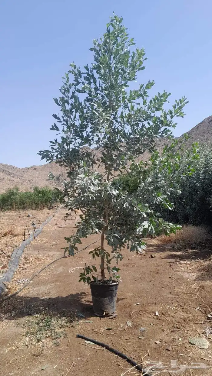 مشتل تنسيق حدائق ابو محمد 0