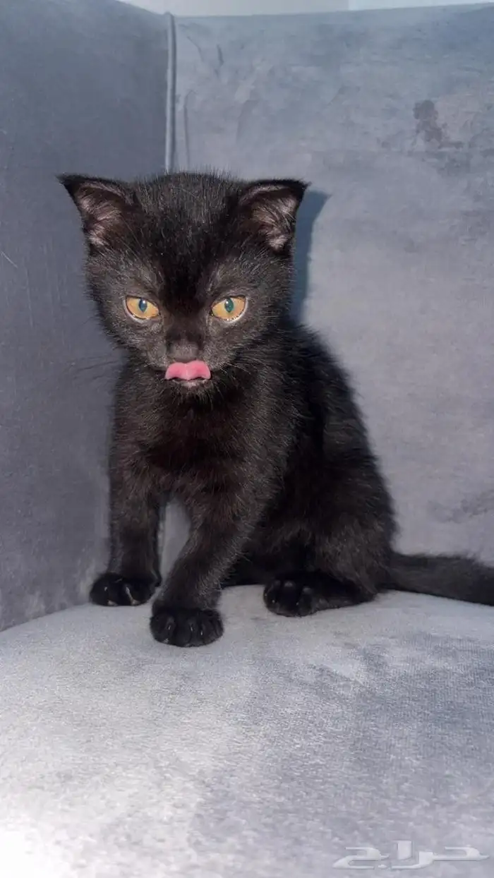 قطط كتن سكوتش للبيع 1
