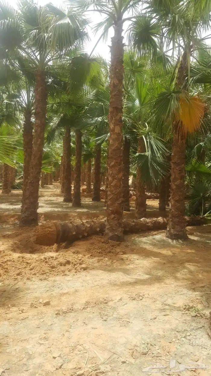 زاعت نخيل 9