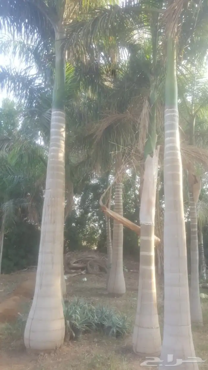 زاعت نخيل 3