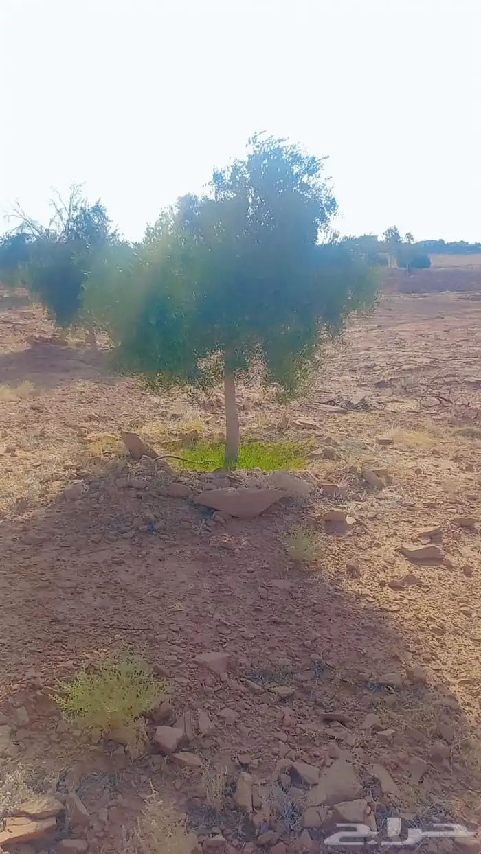 زيتون للبيع وتين لتواصل 6