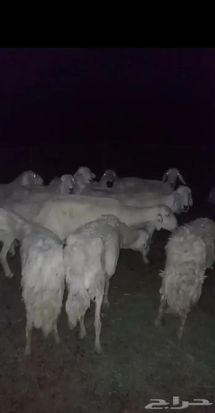 السلام عليكم ورحمة الله وبركاته 0