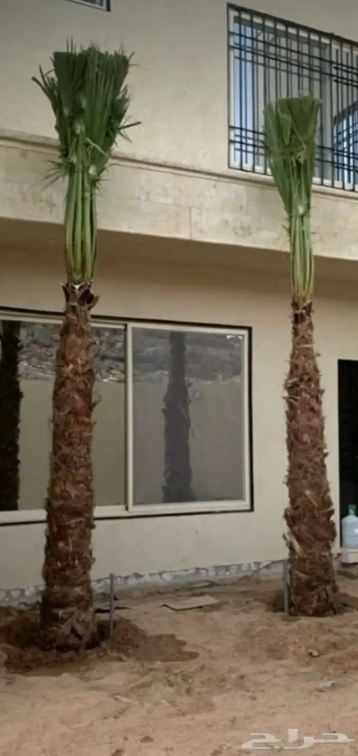 نخل واشنطني للييع 8