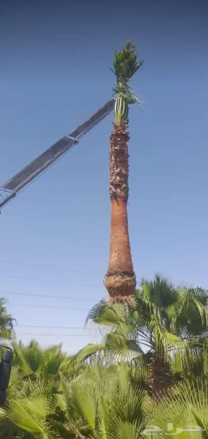 نخل واشنطني للييع 5