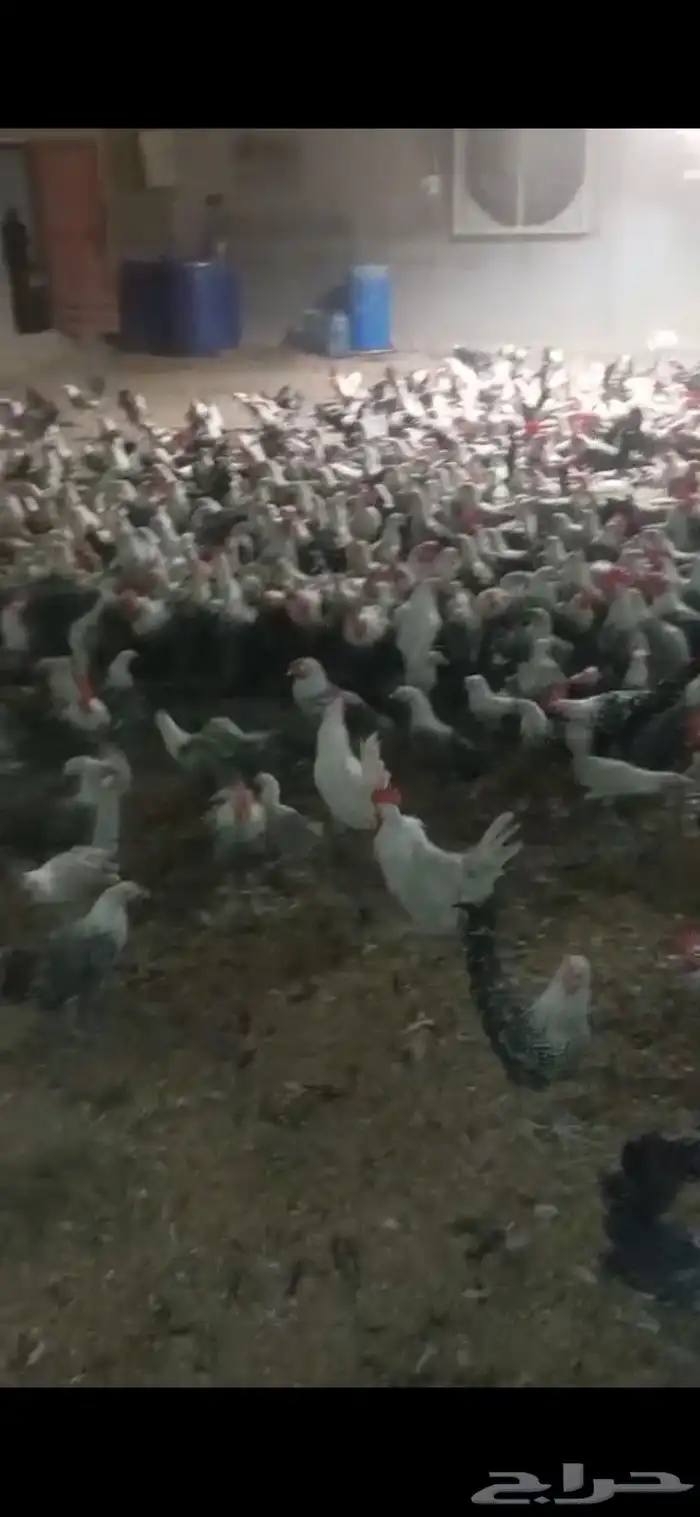 دجاج فيومي 2