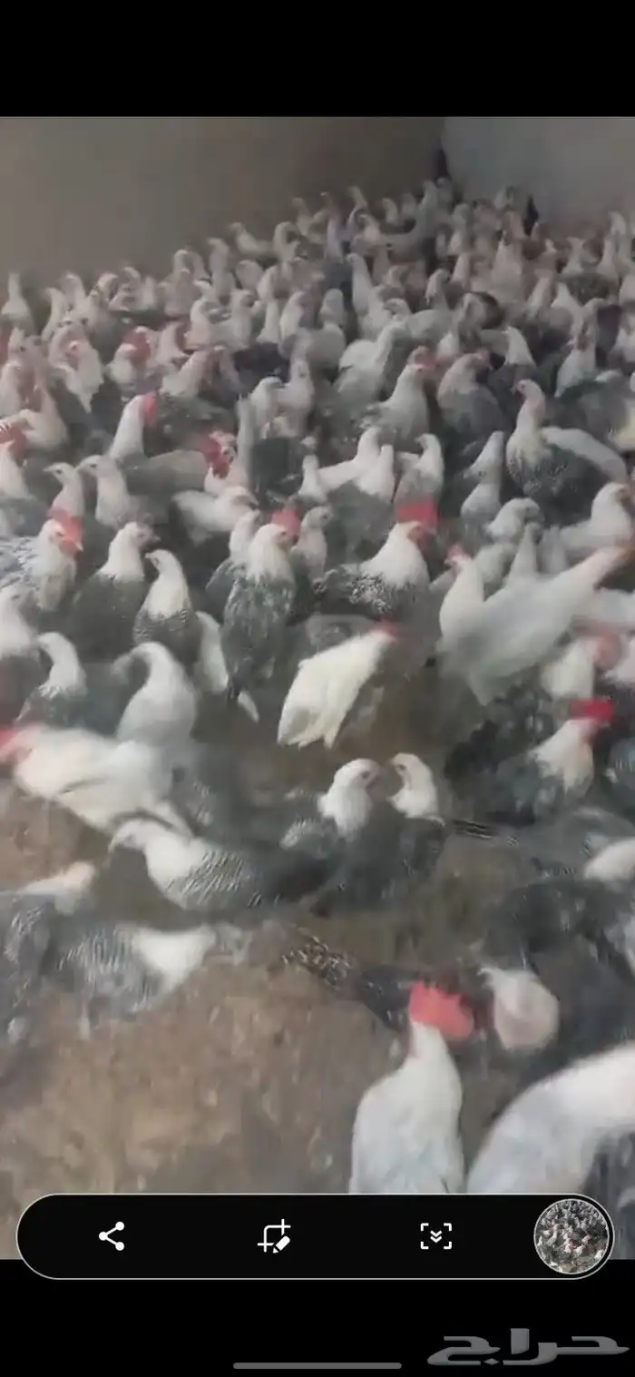 دجاج فيومي 0