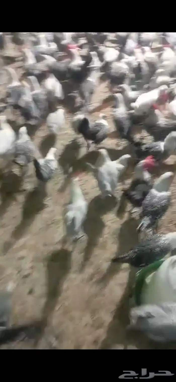 دجاج فيومي 4