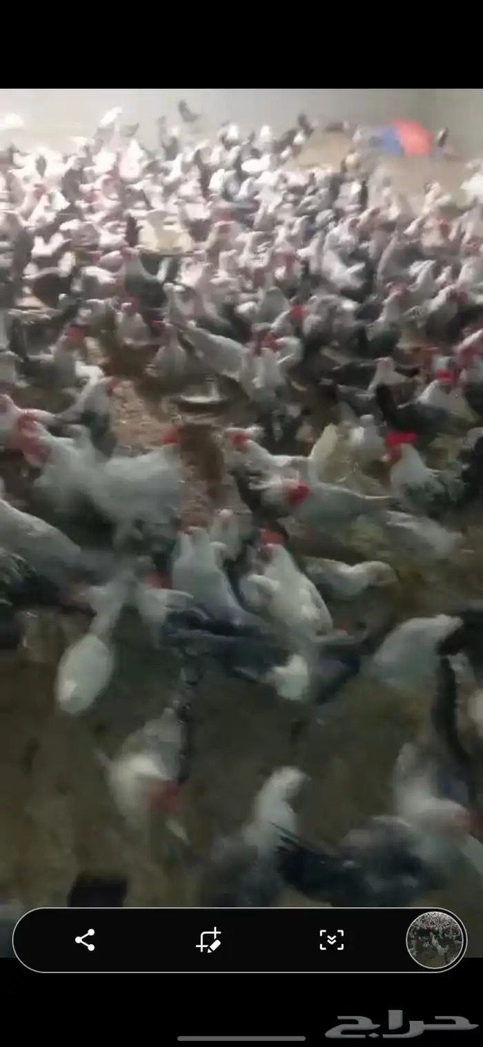 دجاج فيومي 1