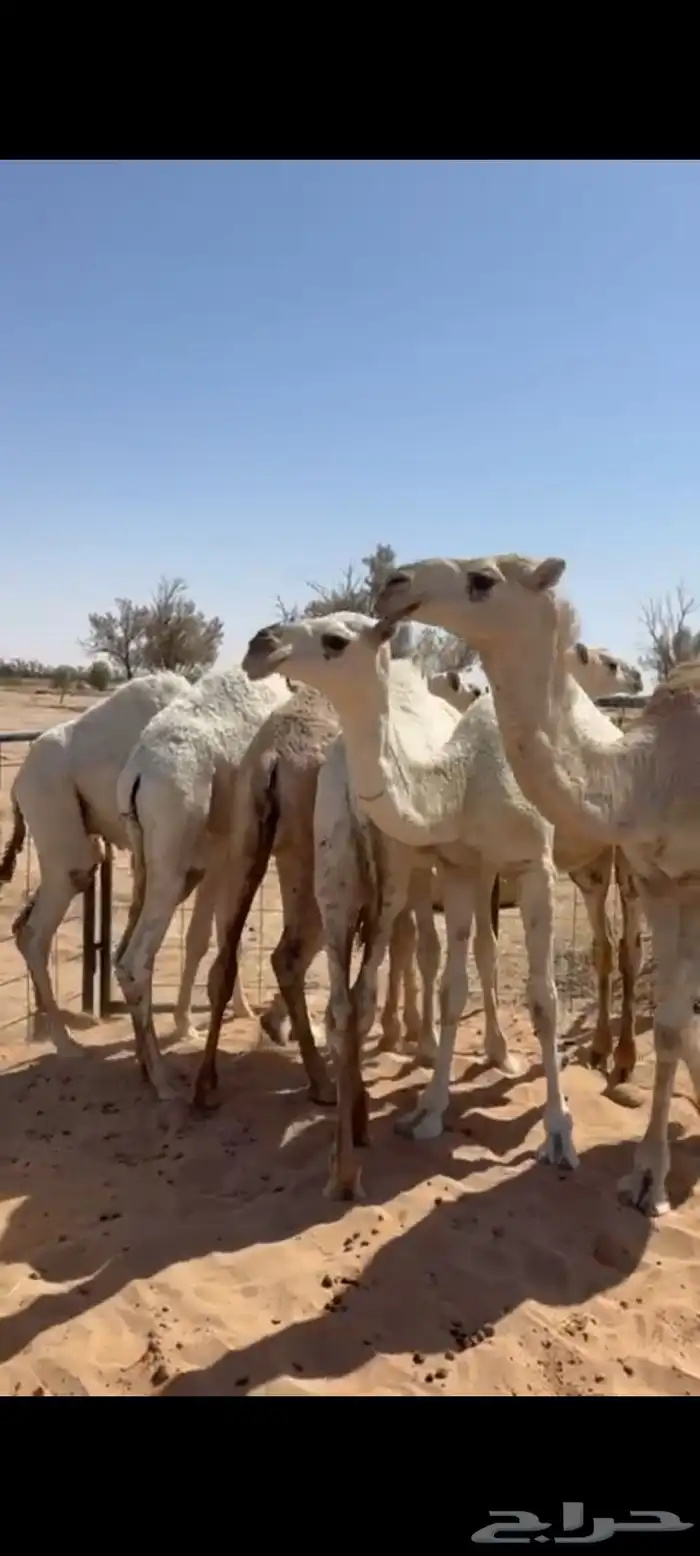 4قعدان وبكرتين 1