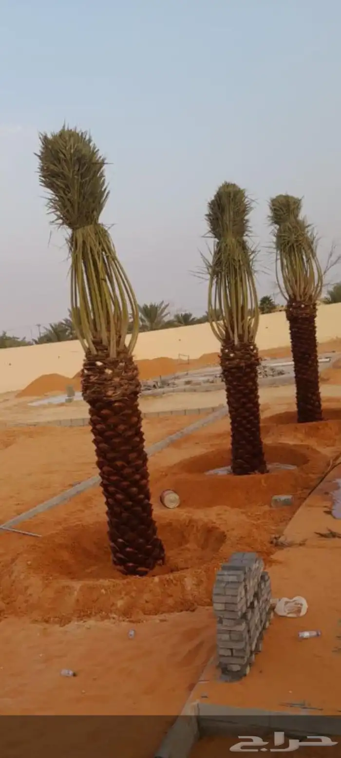 نخل للبيع وأسعار مناسبه 0