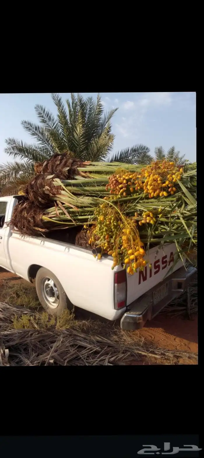 السلام عليكم ورحمه الله وبركاته يوجد لدينا جميع انواع انخيل 0