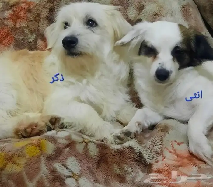 زوح كلاب منزلية 0