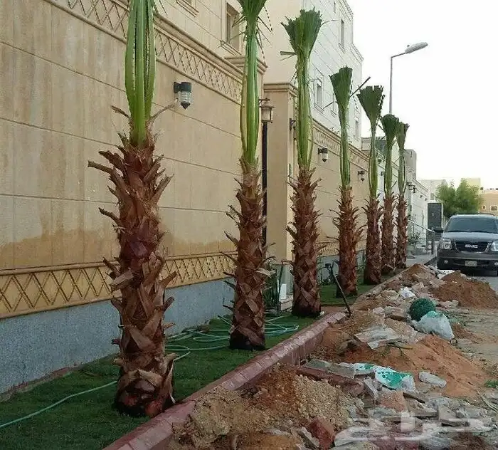 لتوريد النخيل وشغل الشبك ت 1