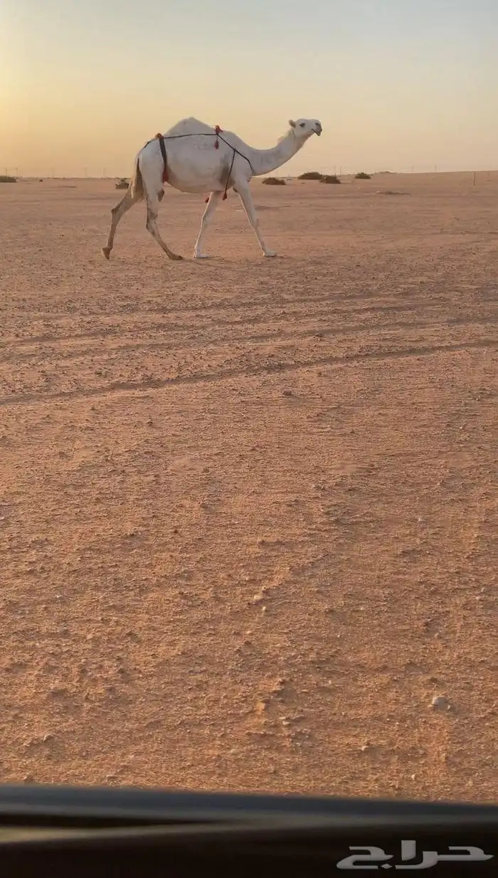 للبيع وضحاء خفوت كفو 1