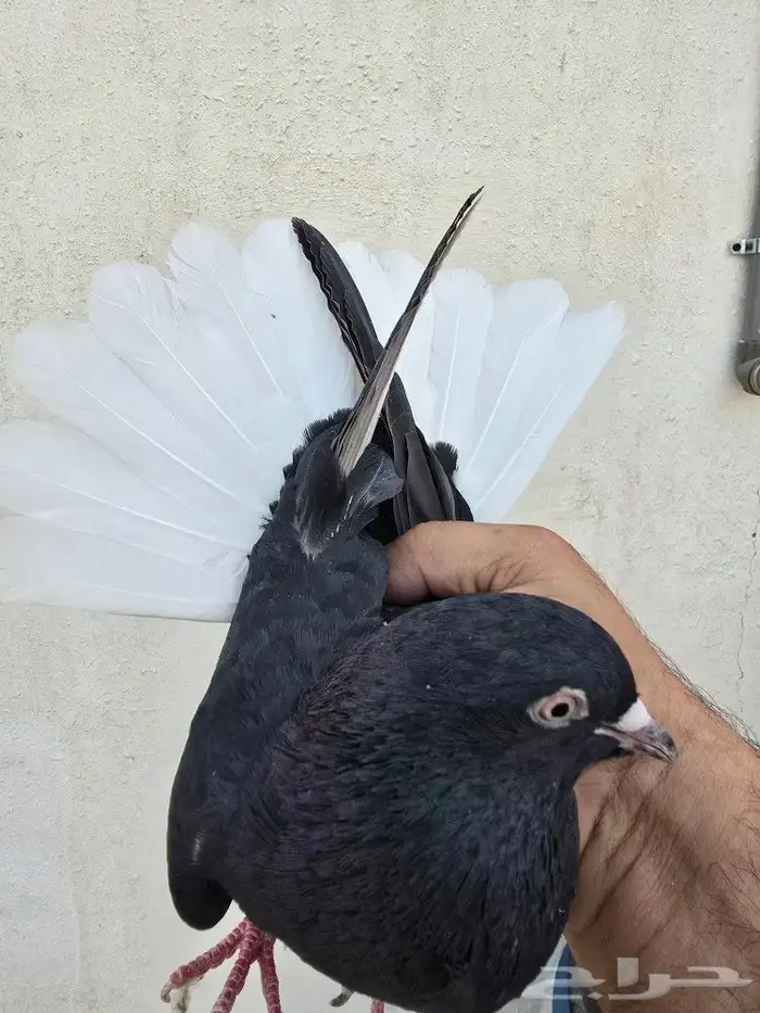 ذكر ذنباوي صافي 0