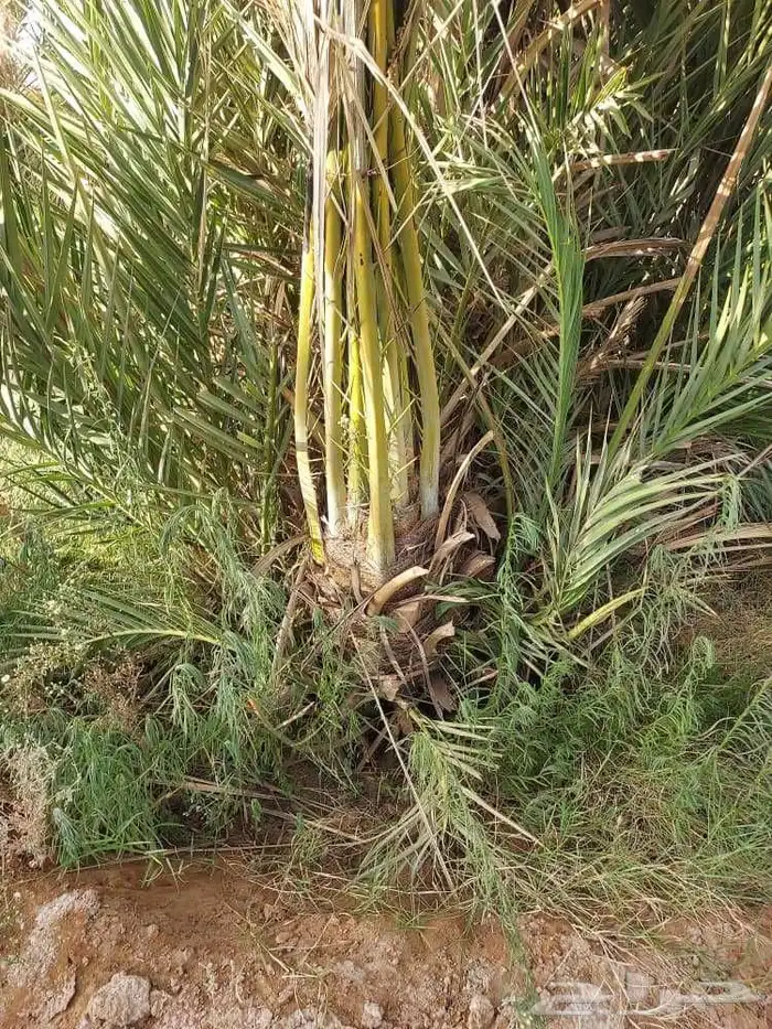 يوجد لدينا نخل صنو وجثايث كبار مجدول صفعي عجوه برني صفواي 7