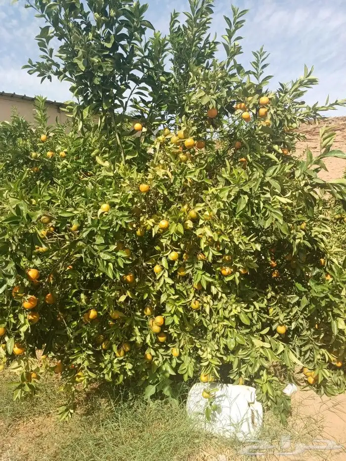 انتاج حمضيات للبيع 5