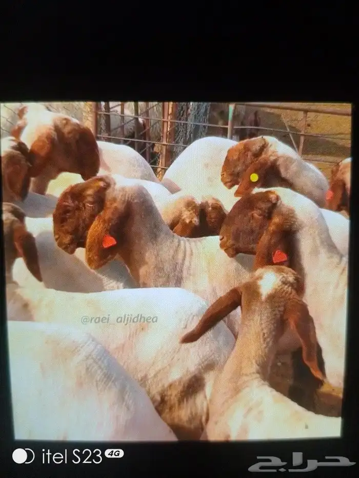 حلاق غنم ماكينا 0
