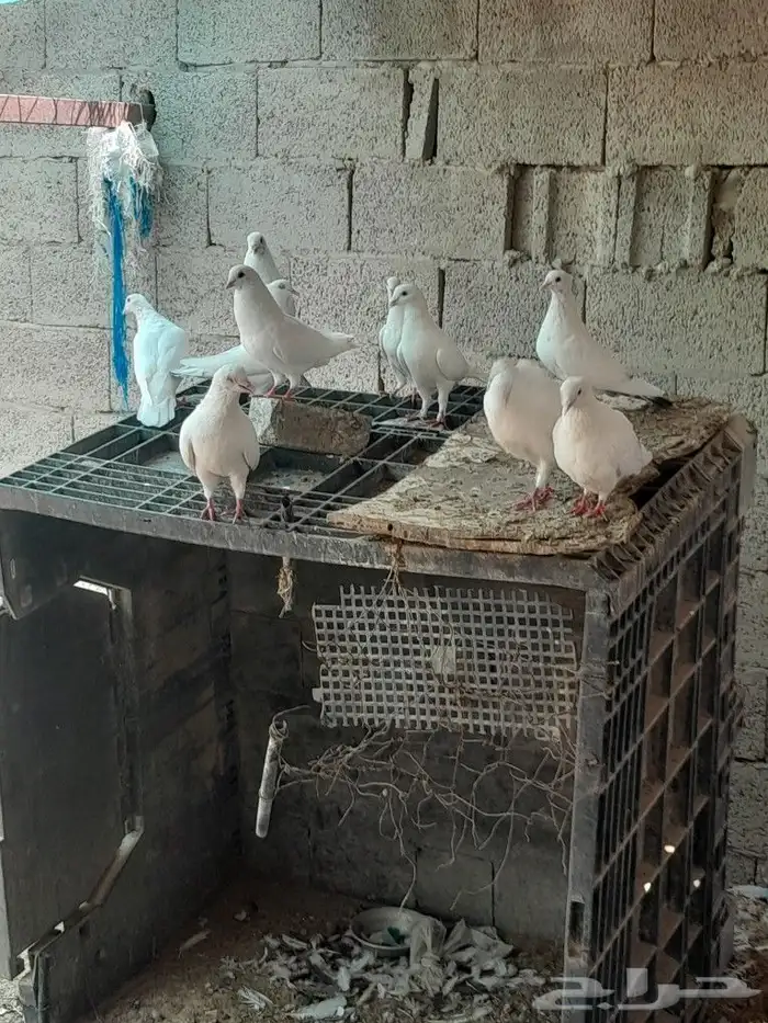 حمام منتج صحه ماشاء الله التواصل خاص. 0