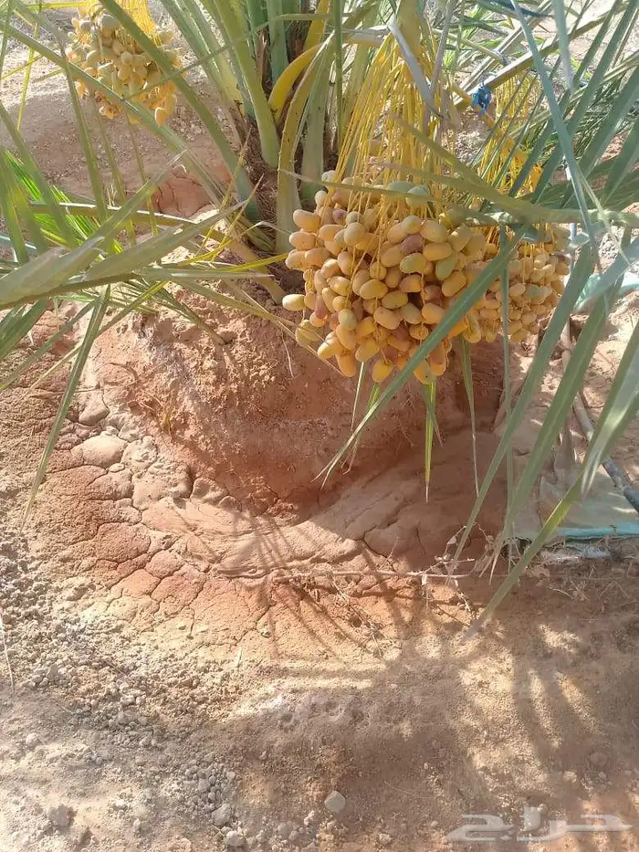 نخل للبيع وأسعار مناسبه 7