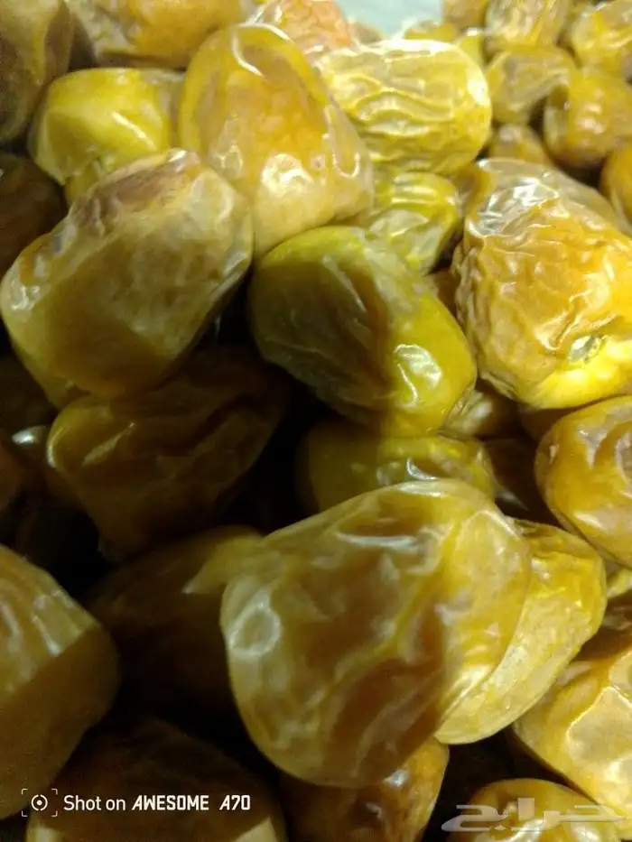 مفتل جلكسي أنواع التمور 0