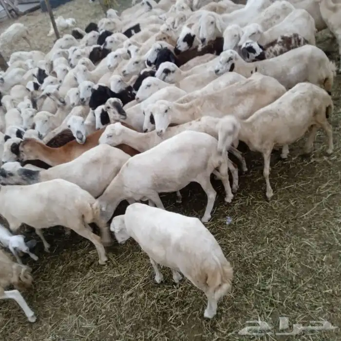يوجد لدينا ضان رفيديات قرايب مرح واحد العدد 110 0