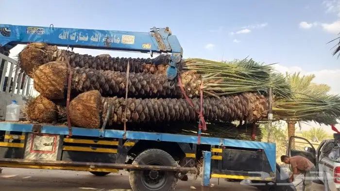 نخل طيب للبيع 1
