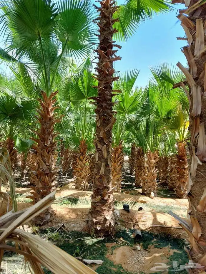 زاعت نخيل 6