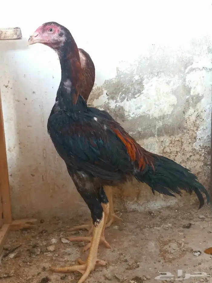 طقم شامو ياباني 3