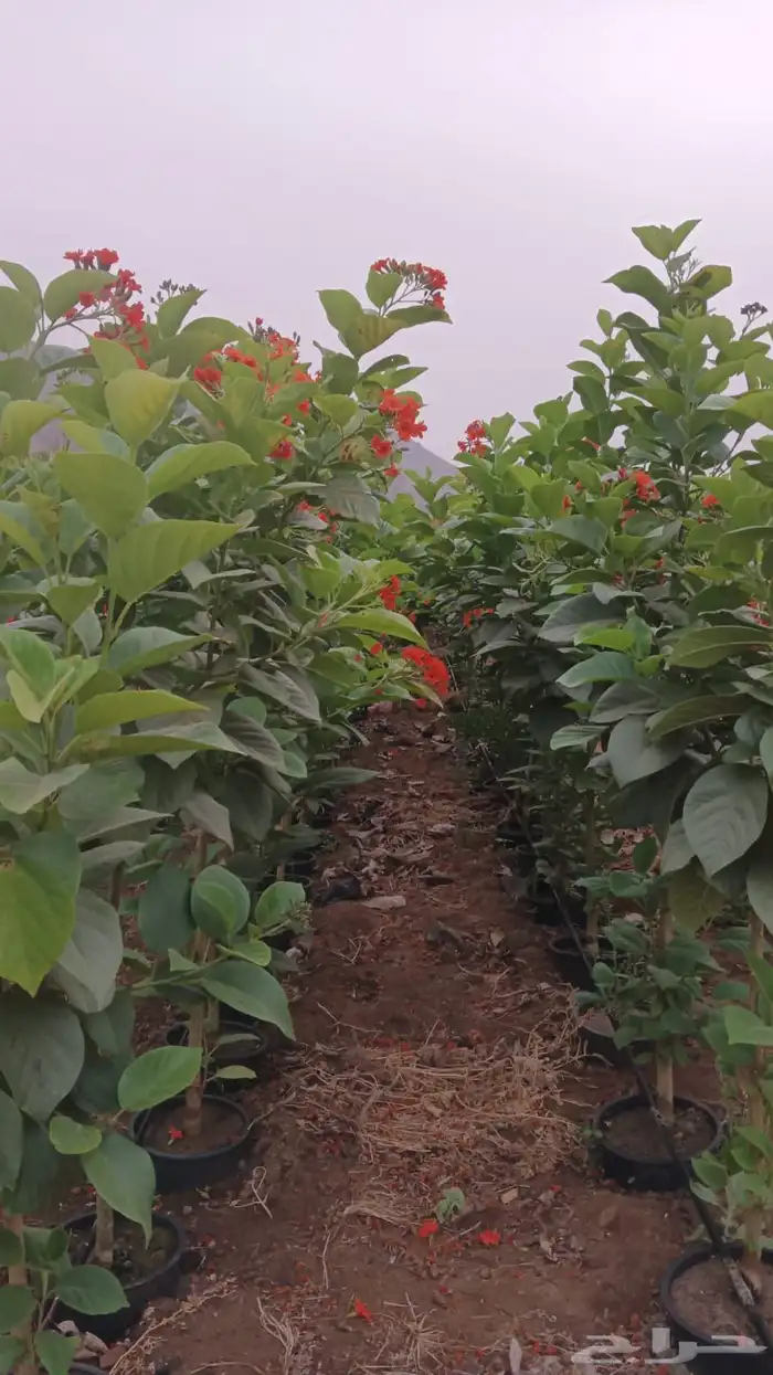 مشتل تنسيق حدائق ابو محمد 1