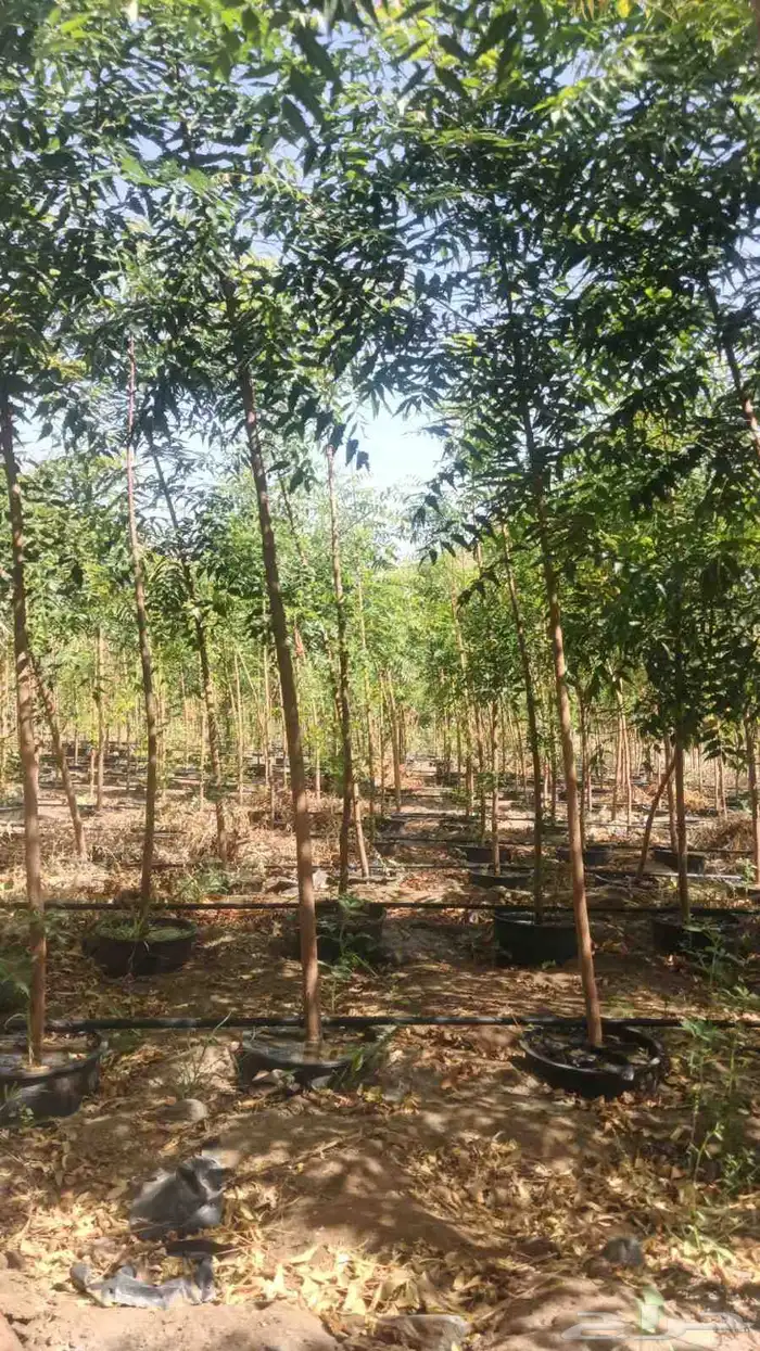 مشتل تنسيق حدائق ابو محمد 3