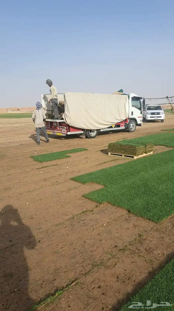 نجيل ثيل عشب طبيعي سي الفين فرنسي ياباني باسبليم اوجستين 2
